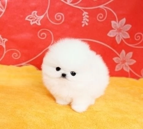 (due) *2* volpino pomerania cuccioli | Foto 1