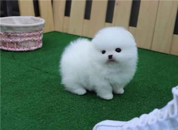 (due) *2* volpino pomerania cuccioli | Foto 0