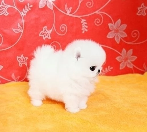 (due) *2* volpino pomerania cuccioli