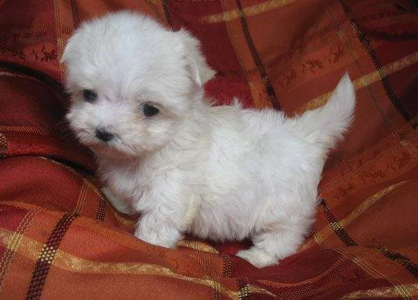  cucciolo di maltese toy 