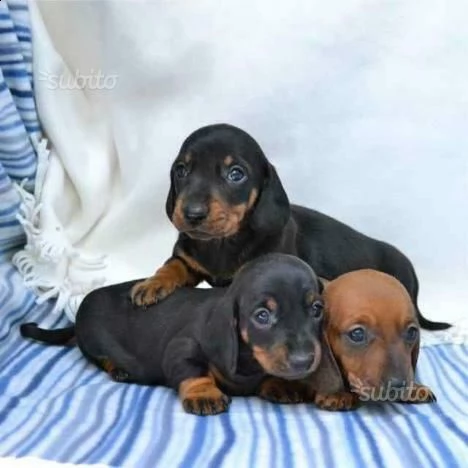  cuccioli razza bassotto 