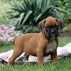  cucciolo di boxer 