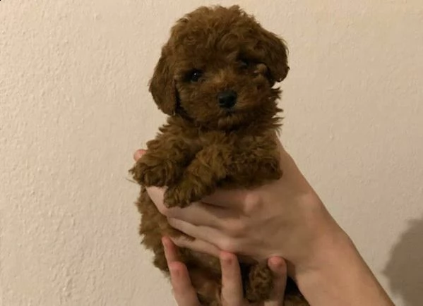  barboncini cuccioli red nani femmine 