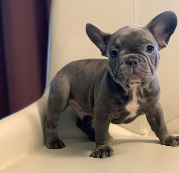  bulldog francese nero 