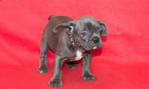vendita bouledogue francesi con documenti | Foto 4