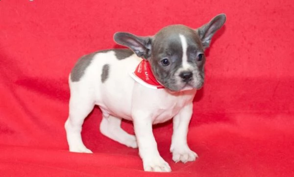vendita bouledogue francesi con documenti | Foto 0