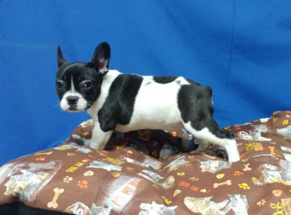 vendita bouledogue francesi con documenti