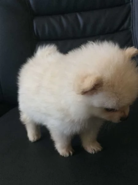 cuccioli di volpino di pomeranian mini toy in italia in italia | Foto 0