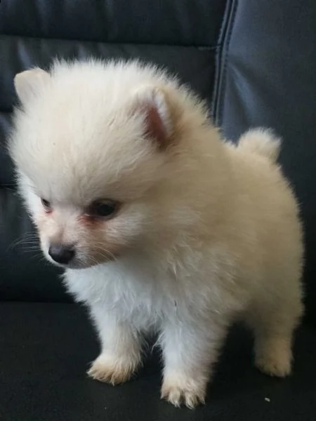 cuccioli di volpino di pomeranian mini toy in italia in italia