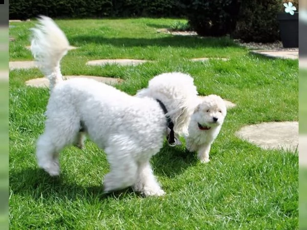 regalo abbiamo cuccioli di barboncino