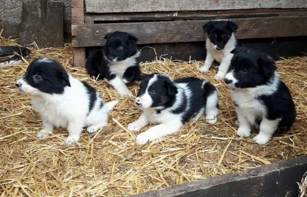  adorabili cuccioli di border collie  in regalo