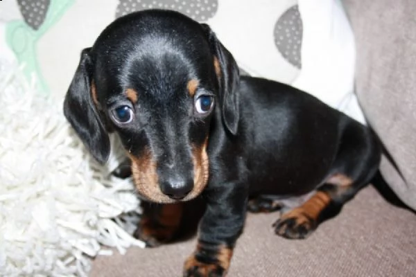  regalo adorabili cuccioli bassotto