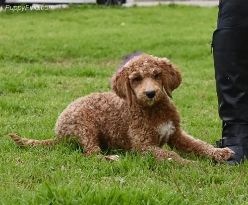 cuccioli di barboncino!#!