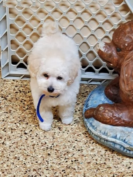 !# cuccioli di barboncino.. | Foto 0