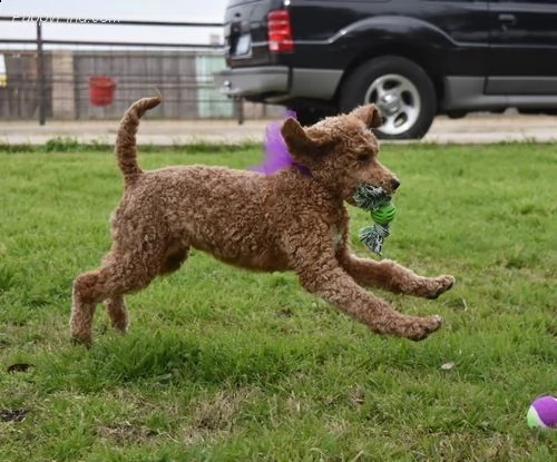!cuccioli di barboncino!