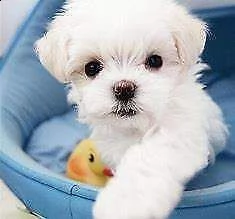  cuccioli di maltese mini toy 