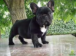  cuccioli di bulldog francese 