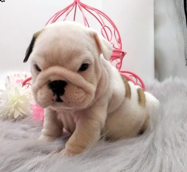 cucciolo bulldog inglese