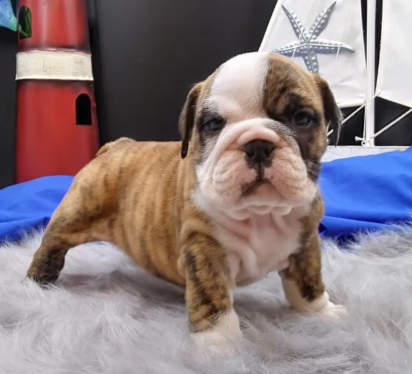  cucciolo bulldog inglese,
