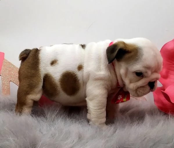 cucciolo bulldog inglese<