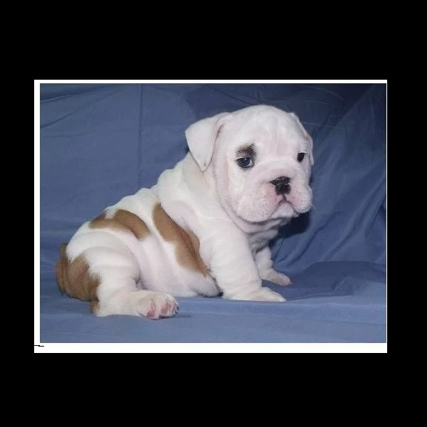 cucciolo bulldog inglese!<