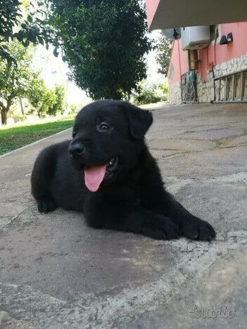  cucciolo labrador nero 