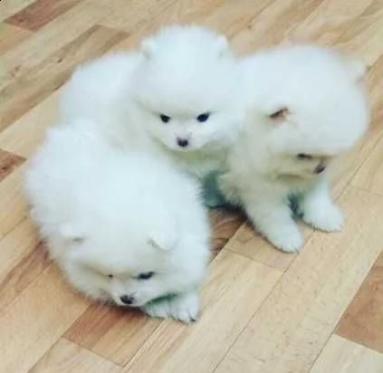 cuccioli di razza pomerania disponibili ora