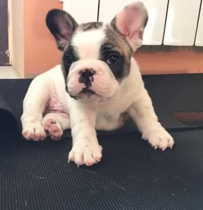 cucciolo adorabile del bulldog francese che cerca nuova famiglia