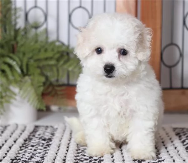 cuccioli maltesi registrati