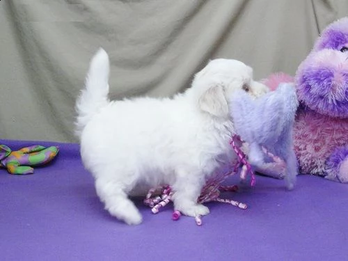 regalo dolci cuccioli maltese per l'adozione