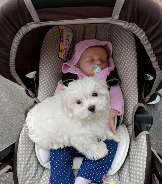 cucciolo di taglia piccola di eta 3 mesi per vontro casa. | Foto 2