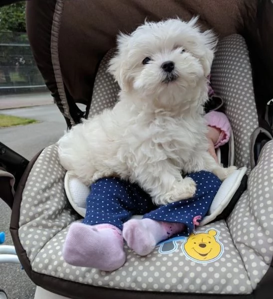 cucciolo di taglia piccola di eta 3 mesi per vontro casa. | Foto 1