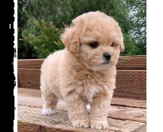 cucciolo di taglia piccola di eta 3 mesi per vontro casa. | Foto 0