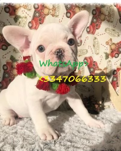 cucciolo di taglia piccola di eta 3 mesi per vontro casa.