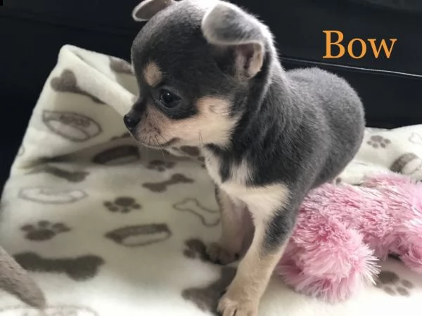 regalo cuccioli di chihuahua mini toy