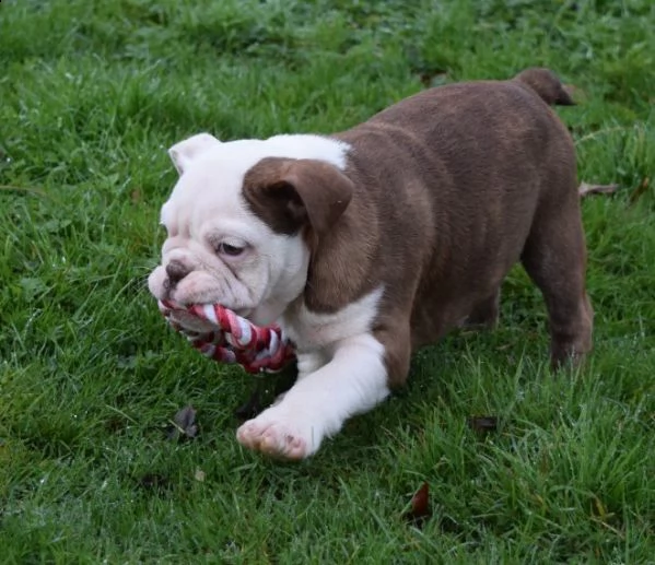 regalo bulldog inglese cuccioli disponibili