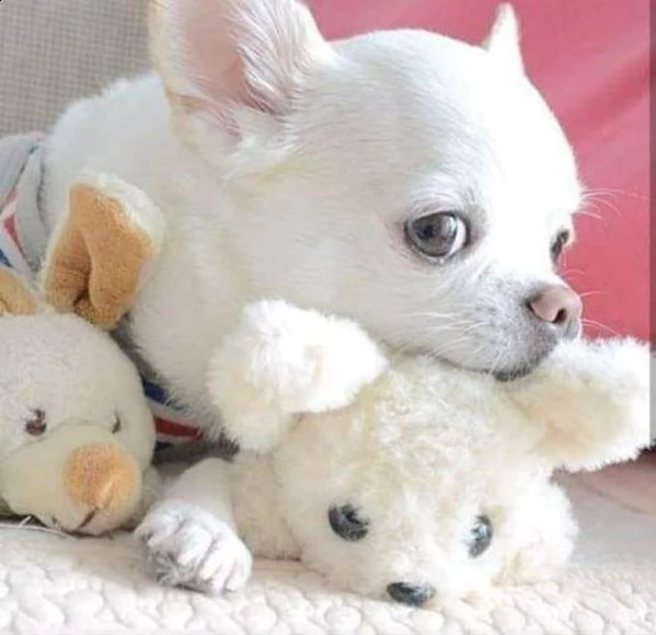  chihuahua mini toy pasador 