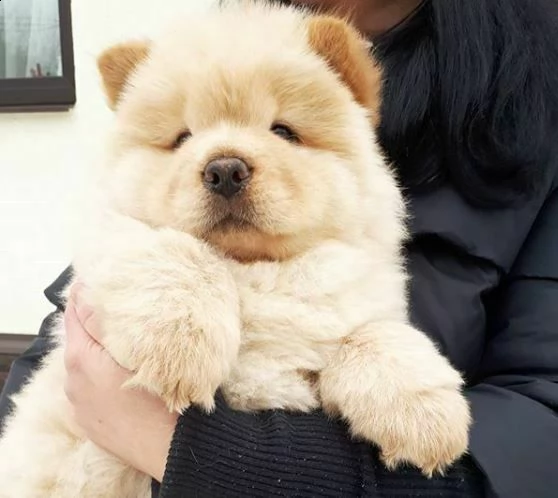  chow chow alta geonlogia 