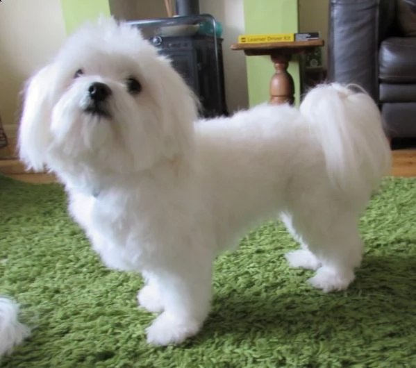 regalo dolci cuccioli maltese per l'adozione