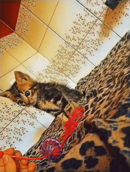 bengala marble | Foto 0