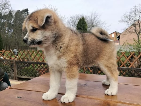 regalo akita splendidi cuccioli..
