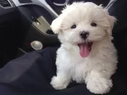 adorabili cuccioli di maltese come regalo