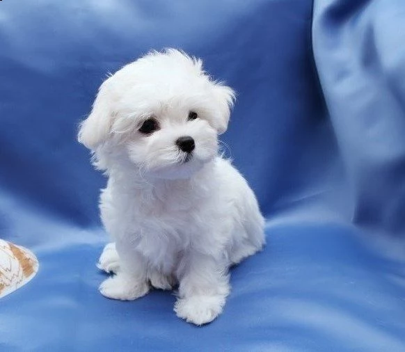maltese eccellentissimo e tranquillissimo cuccioli | Foto 2