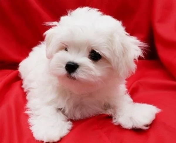 maltese eccellentissimo e tranquillissimo cuccioli | Foto 1