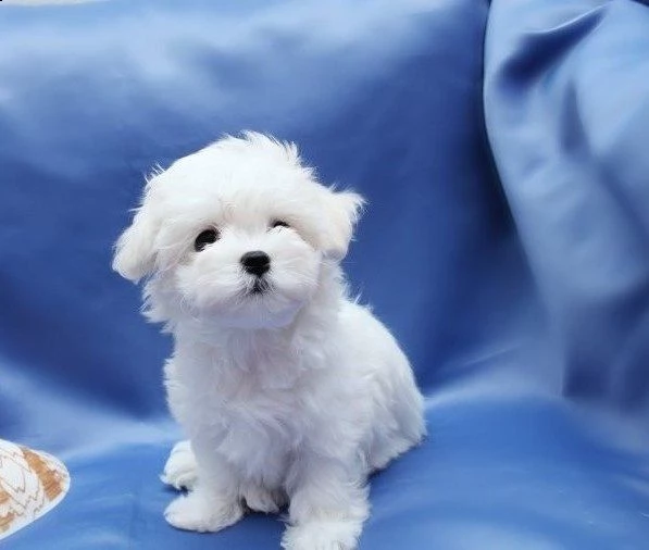 maltese eccellentissimo e tranquillissimo cuccioli | Foto 0