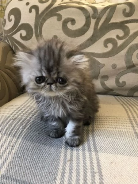 maschi e femmine di persiano creme