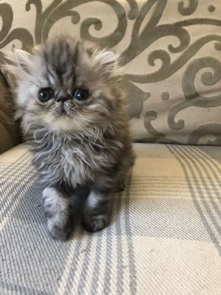 maschi e femmine di persiano creme | Foto 1