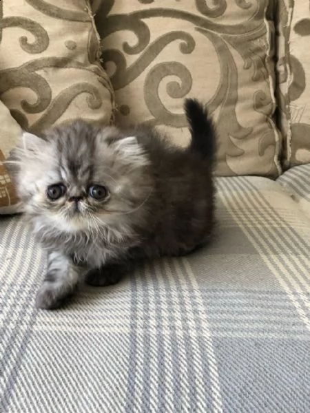 maschi e femmine di persiano creme | Foto 0