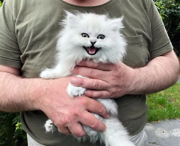 persiano chinchilla silver | Foto 2