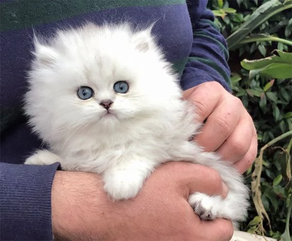 persiano chinchilla silver